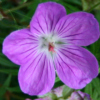 geranium sanguineum - abriachan nurseries